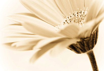 Fototapeta s květinami - detail 4414